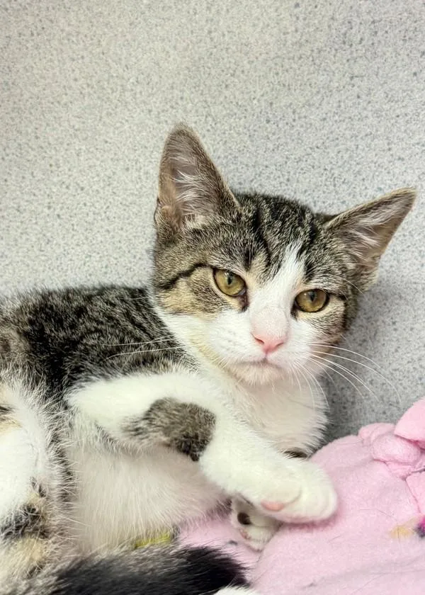 A baby small-sized female Domestic Short Hair cat named Miami for adoption in Skillman, NJ