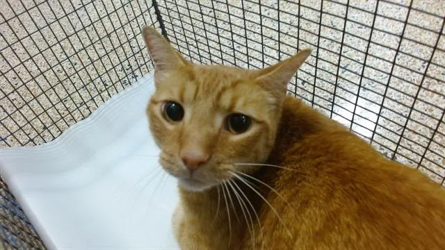 A young small-sized male Domestic Short Hair cat named Prince for adoption in Miami, FL