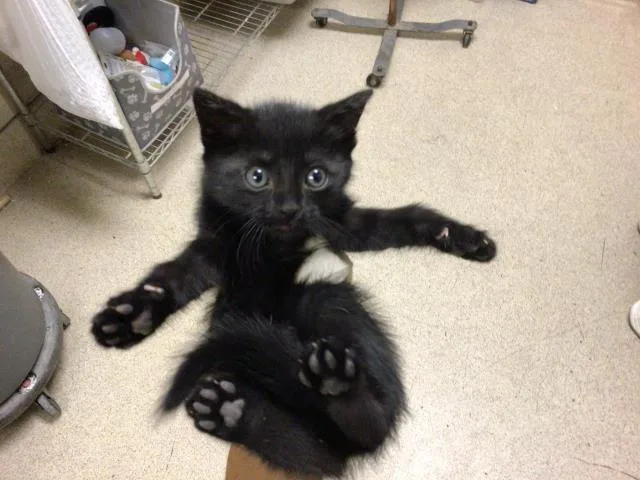 A baby small-sized male Domestic Short Hair cat named Bubble for adoption in Riverside, CA