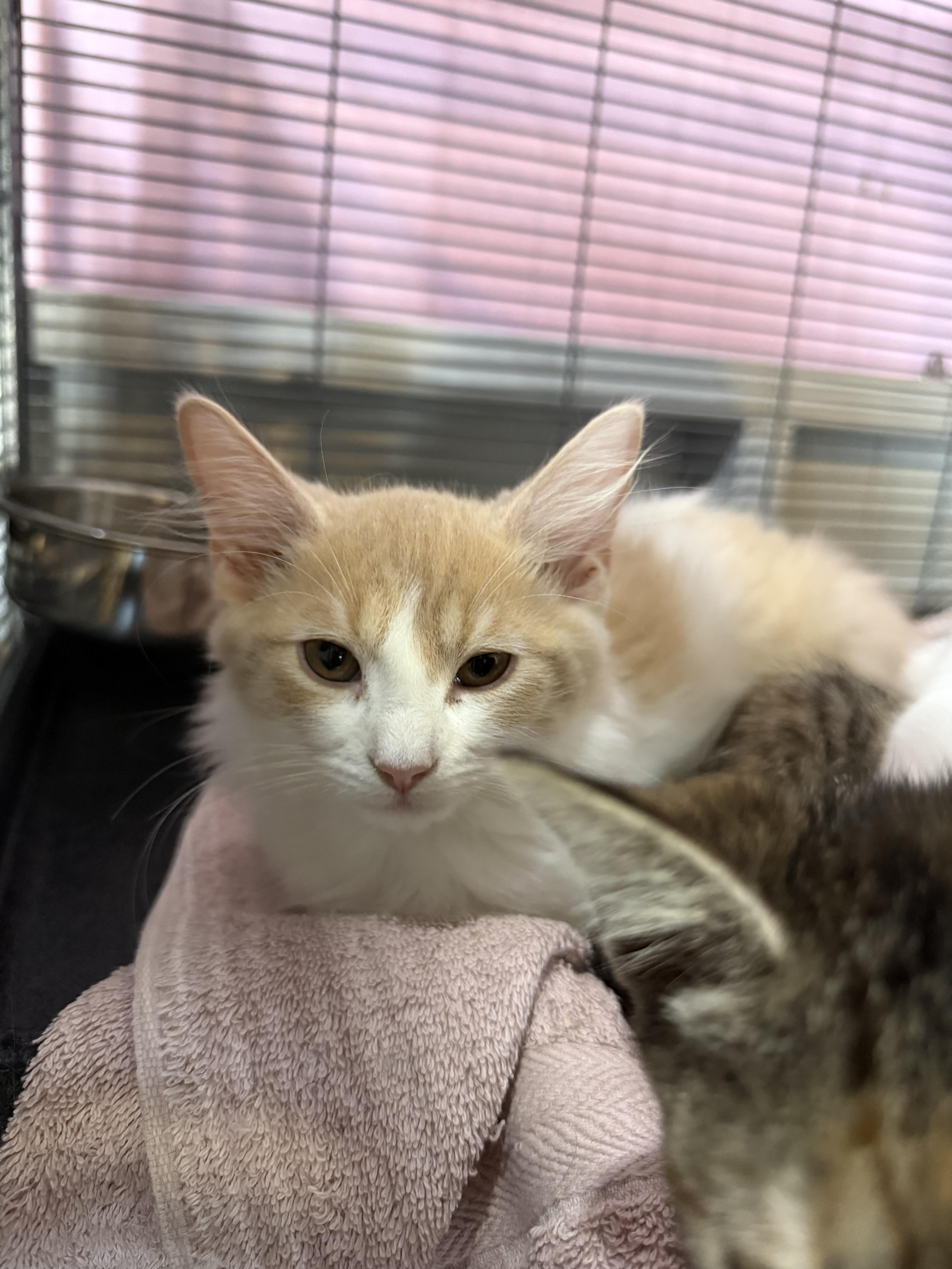 A baby medium-sized male Orange & White American Bobtail cat named Dylan for adoption in Liverpool, TX