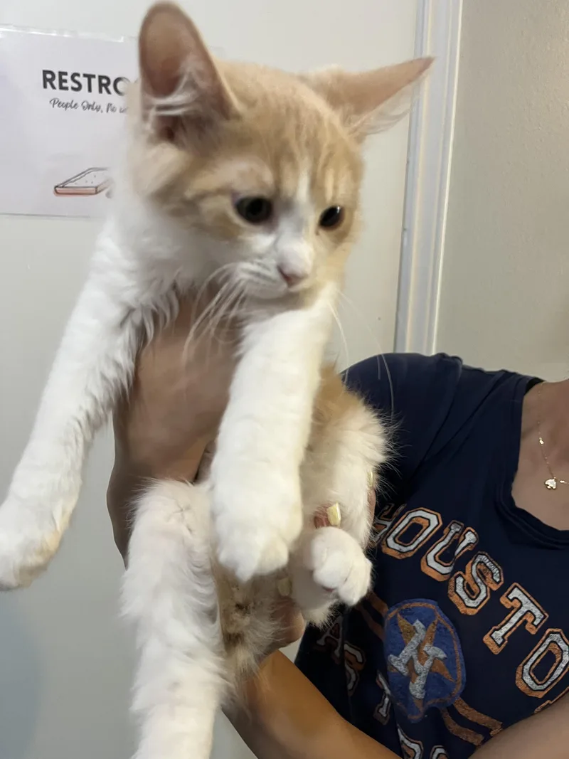 Dylan thumbnail 3