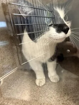 An adult medium-sized female Domestic Short Hair cat named Tessa for adoption in Lafayette, IN