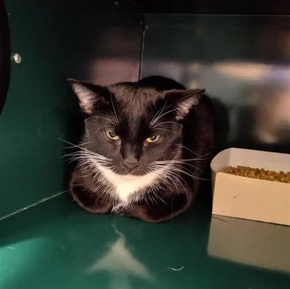 An adult small-sized female Black Domestic Short Hair cat named Daisy for adoption in El Paso, TX