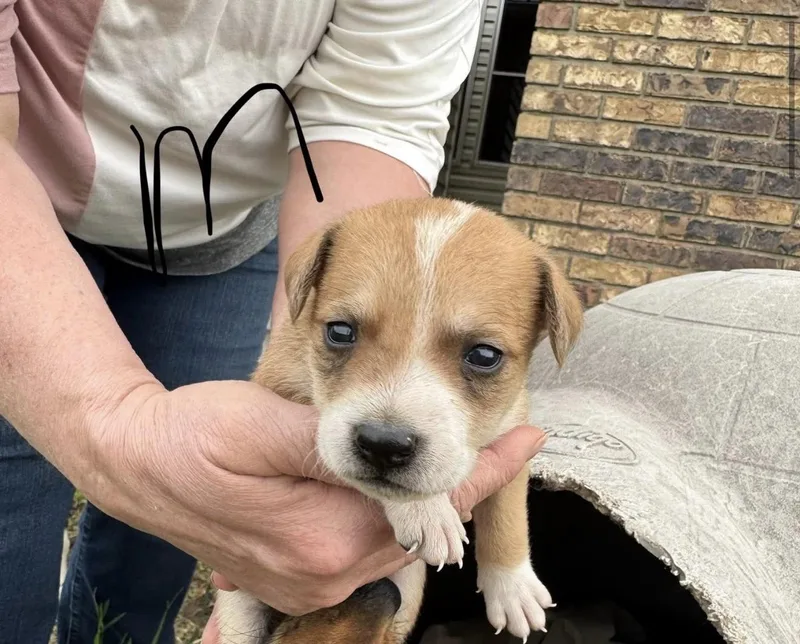 A baby small-sized male Mixed Breed dog named Ace for adoption in Monona, WI