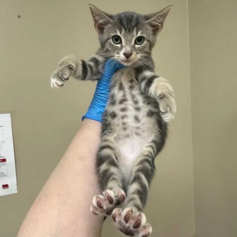 A baby small-sized male Gray / Blue / Silver Domestic Short Hair cat named Pippin for adoption in Birmingham, AL