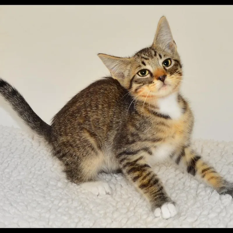 A baby medium-sized male Tabby cat named Arthur for adoption in San Andreas, CA