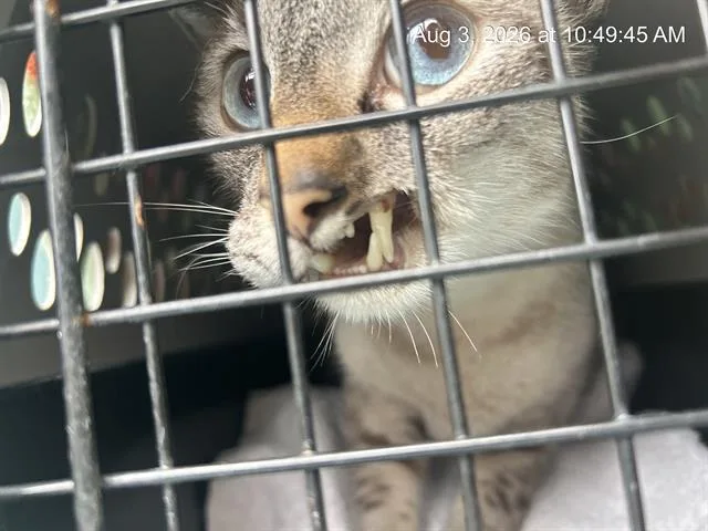 An adult small-sized male Domestic Short Hair cat named A for adoption in Ocala, FL