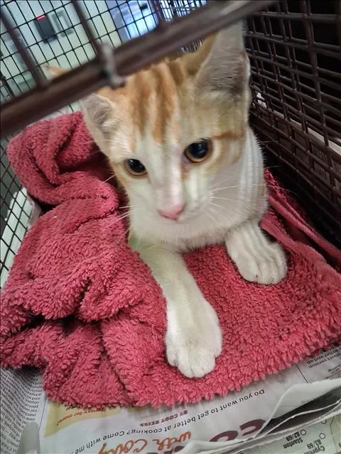 A young small-sized female Domestic Short Hair cat named Huckleberry for adoption in Los Angeles, CA