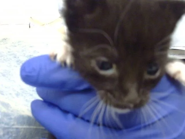 A baby medium-sized male Domestic Medium Hair cat named Tom for adoption in Dallas, TX