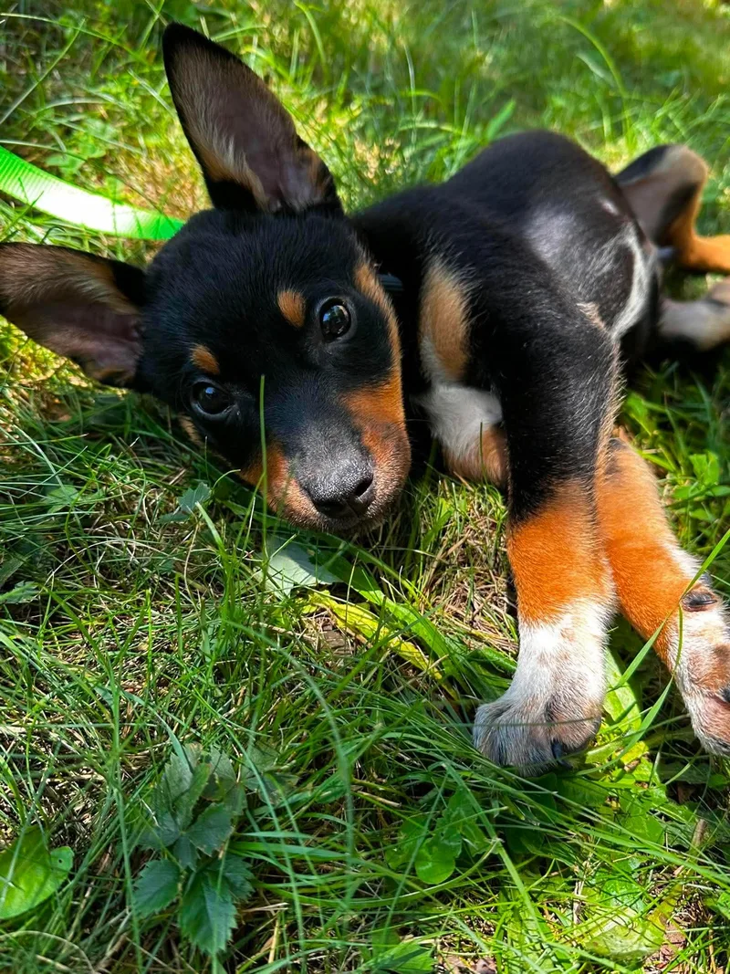A baby medium-sized male Mixed Breed dog named Twig for adoption in Griswold, CT