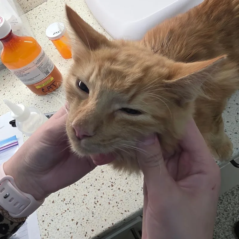 A young medium-sized male Domestic Medium Hair cat named Chuck E Cheese for adoption in Auburn, AL