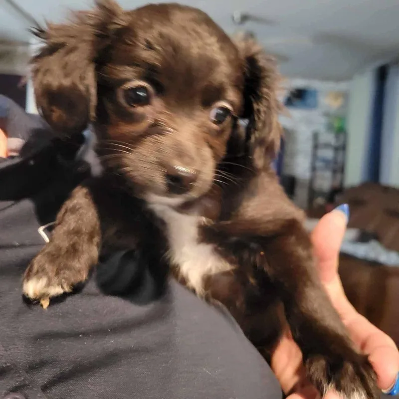 A baby small-sized female Black Poodle dog named Chilli for adoption in Loves Park, IL