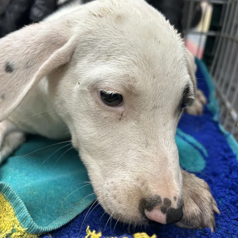 A baby small-sized female White / Cream Black Mouth Cur dog named Polka for adoption in Lufkin, TX