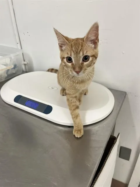 A baby small-sized male Domestic Short Hair cat named Figaro for adoption in Killeen, TX