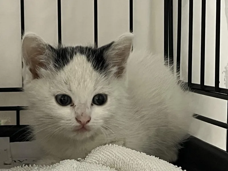 A young medium-sized female White Domestic Short Hair cat named Lorelei for adoption in Williamsburg, VA