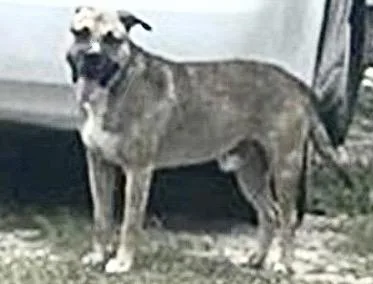 Bruno