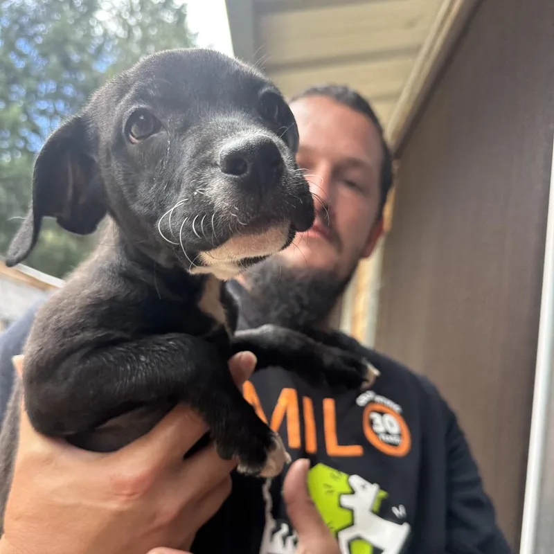 A baby medium-sized female Yellow / Tan / Blond / Fawn American Staffordshire Terrier dog named Betsy for adoption in Point Richmond, CA