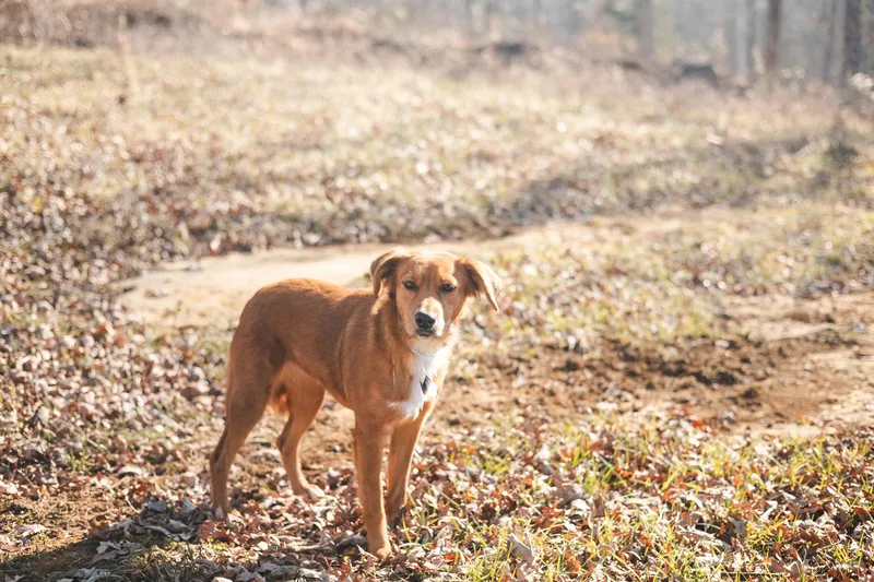 Scarlet Rose  Transport thumbnail 5