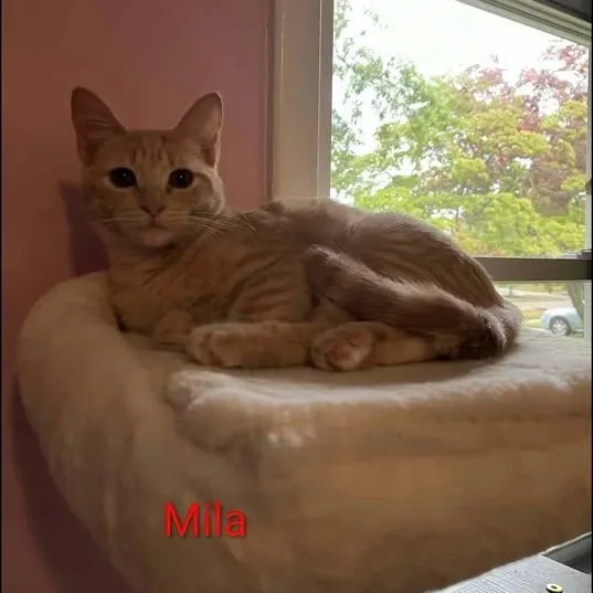 A baby small-sized female Buff & White Tabby cat named Mila for adoption in Westland, MI