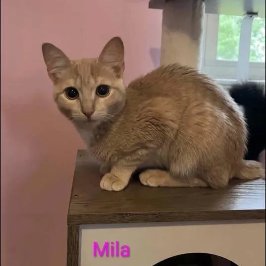 Mila thumbnail 2