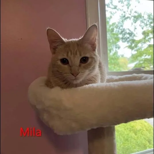 Mila thumbnail 4