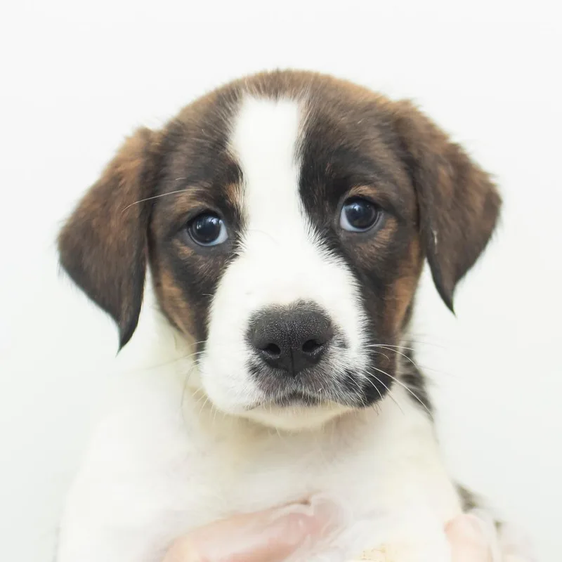 A baby small-sized female White / Cream Mixed Breed dog named Lexington for adoption in Middletown, RI
