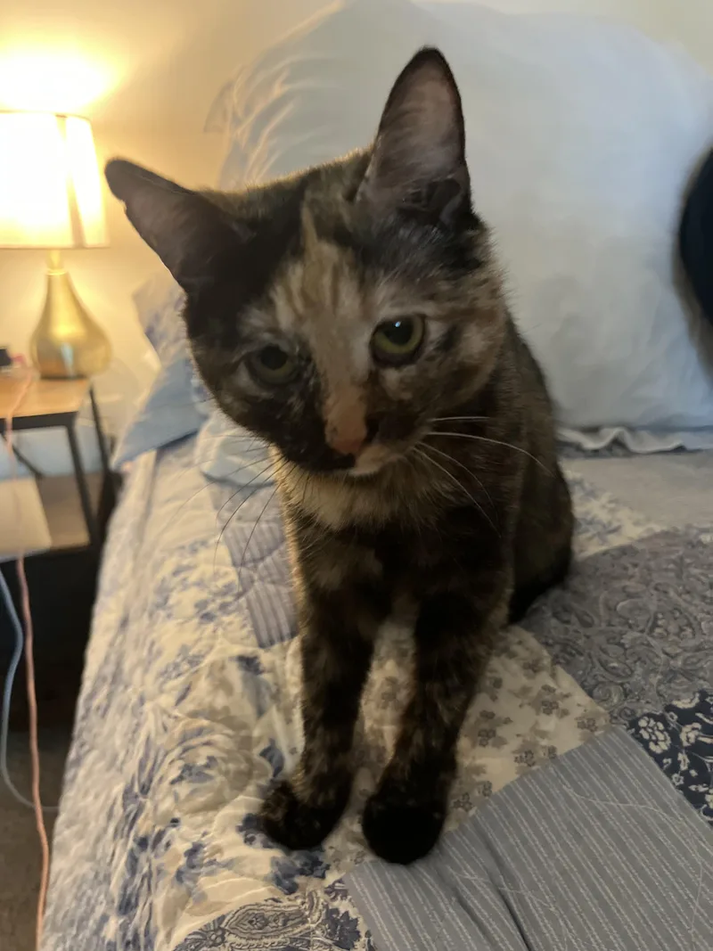 A young medium-sized female Calico cat named Katniss Everclear for adoption in Columbia, SC
