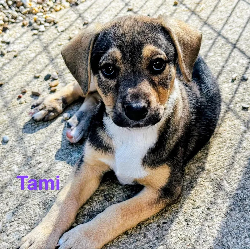 A baby large-sized female Golden Retriever dog named Tami for adoption in Scottsburg, IN