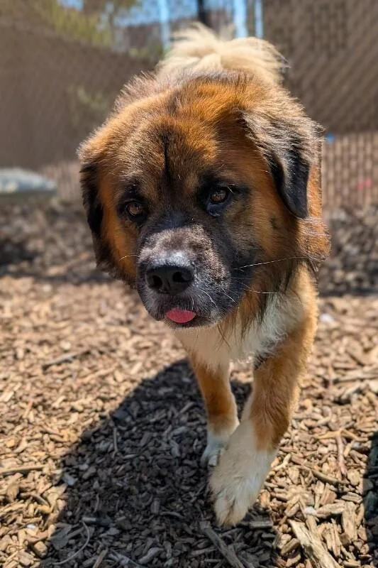 An adult large-sized male Brown / Chocolate Mixed Breed dog named Martin for adoption in Cincinnati, OH