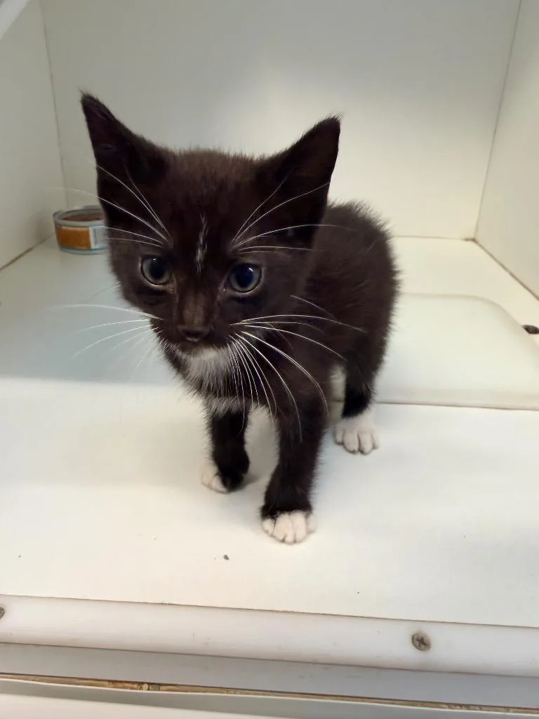 A baby medium-sized male Domestic Short Hair cat named Kronk for adoption in Newcastle, OK