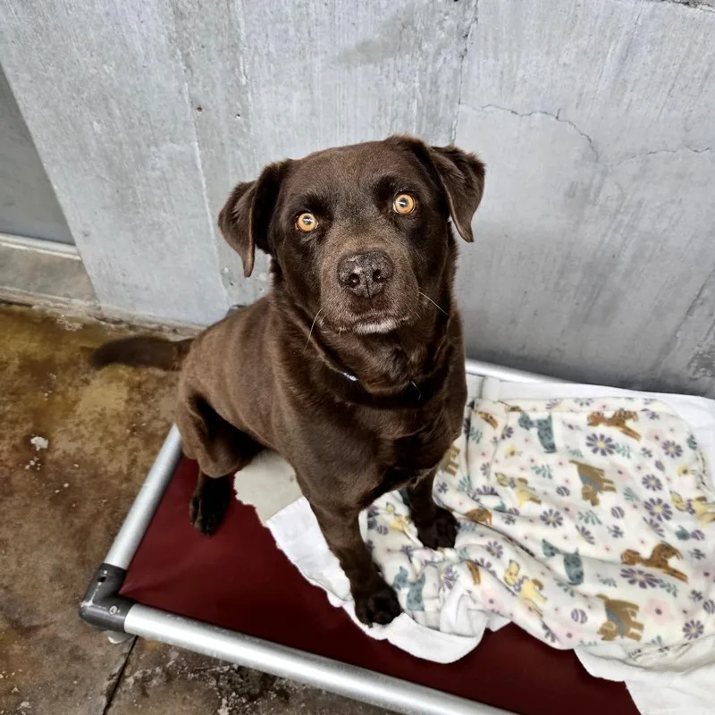 A senior large-sized male Brown / Chocolate Chocolate Labrador Retriever dog named Omar for adoption in Albuquerque, NM