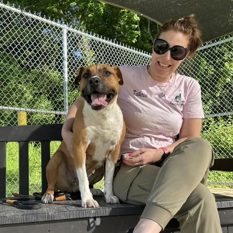 An adult medium-sized female Yellow / Tan / Blond / Fawn Mixed Breed dog named Kona for adoption in Edwardsville, IL