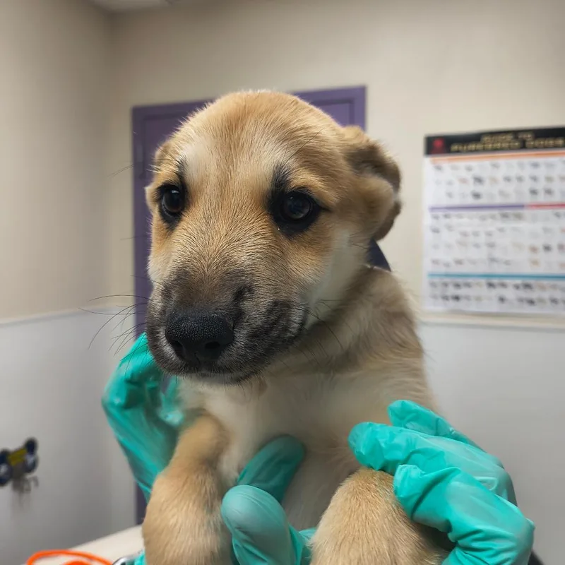 A baby small-sized male Yellow / Tan / Blond / Fawn Shepherd dog named Captain Clark for adoption in Albuquerque, NM