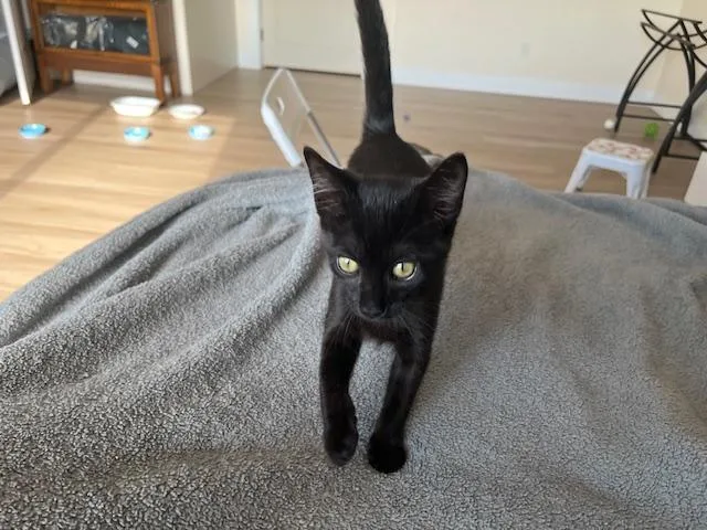 A baby medium-sized female Black Tabby cat named Esme Meaning to Love for adoption in Eagle Point, OR