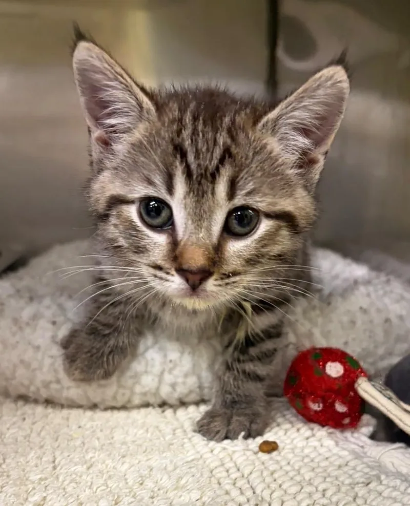 A baby small-sized male Domestic Short Hair cat named Major for adoption in Maumelle, AR
