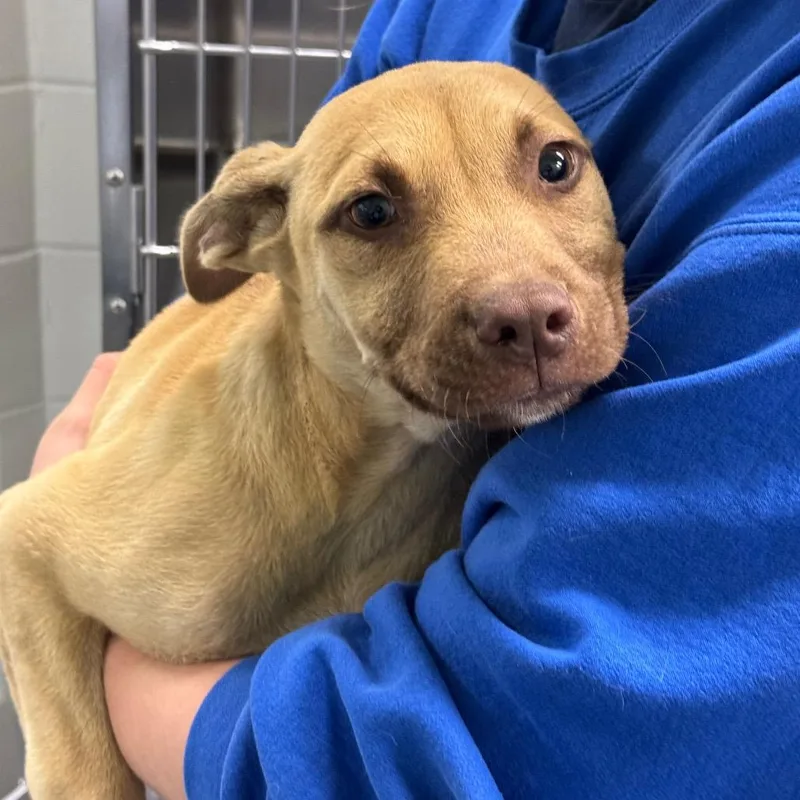 A baby small-sized male White / Cream Terrier dog named Knight for adoption in Montgomery, AL