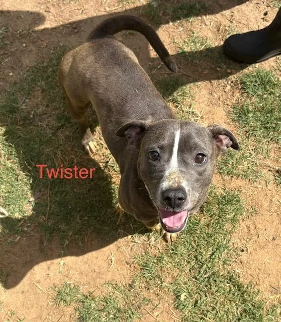 Twister