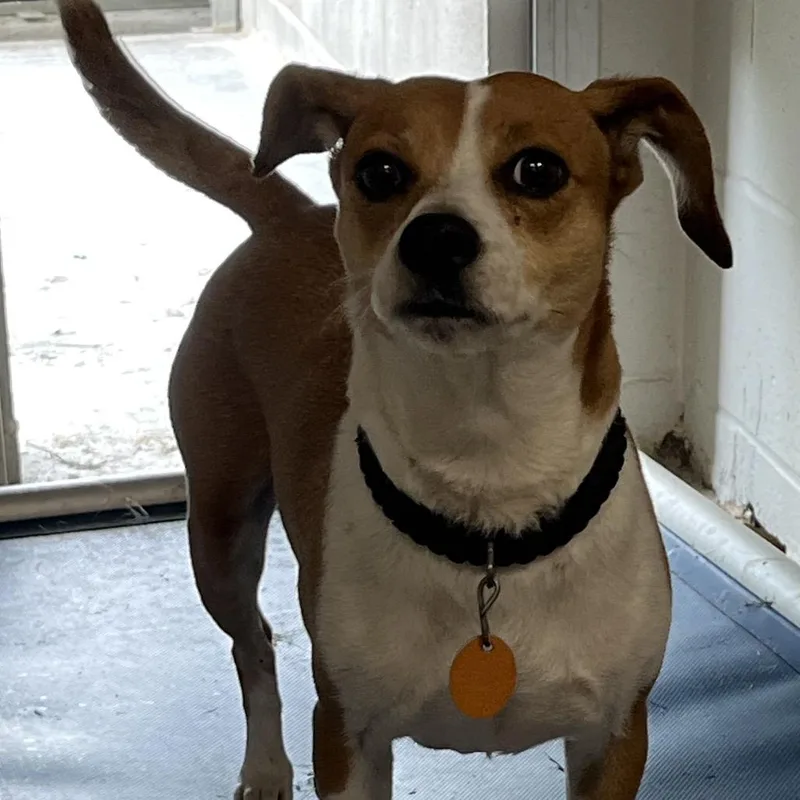 An adult small-sized female White / Cream Jack Russell Terrier dog named Star for adoption in Richmond Hill, GA