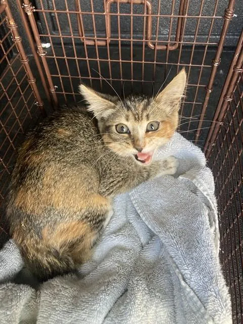 A baby small-sized female Domestic Short Hair cat named Ginny for adoption in Long Beach, CA
