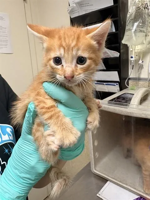 A baby small-sized male Domestic Short Hair cat named Yoda for adoption in Riverside, CA