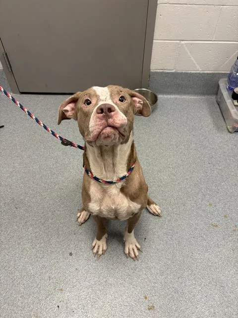 An adult medium-sized male Pit Bull Terrier dog named Moon for adoption in Indianapolis, IN