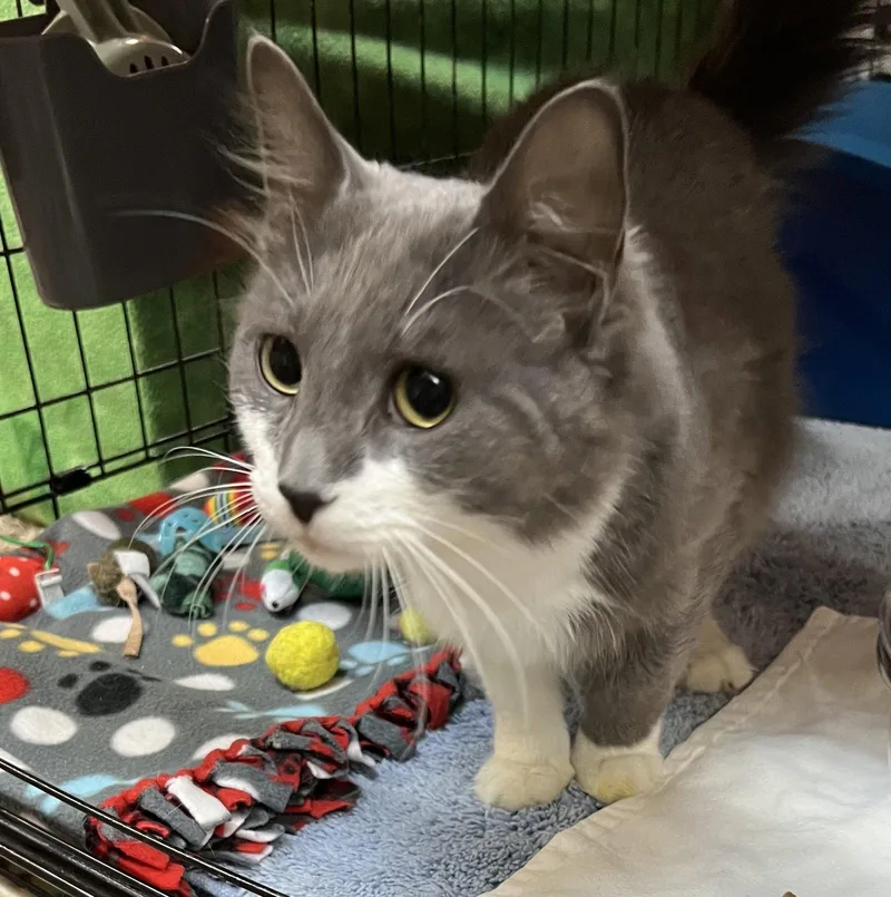 A young medium-sized male Gray & White Domestic Short Hair cat named Simon for adoption in Blasdell, NY