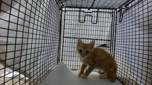 A baby small-sized female Domestic Short Hair cat named Abby for adoption in Miami, FL