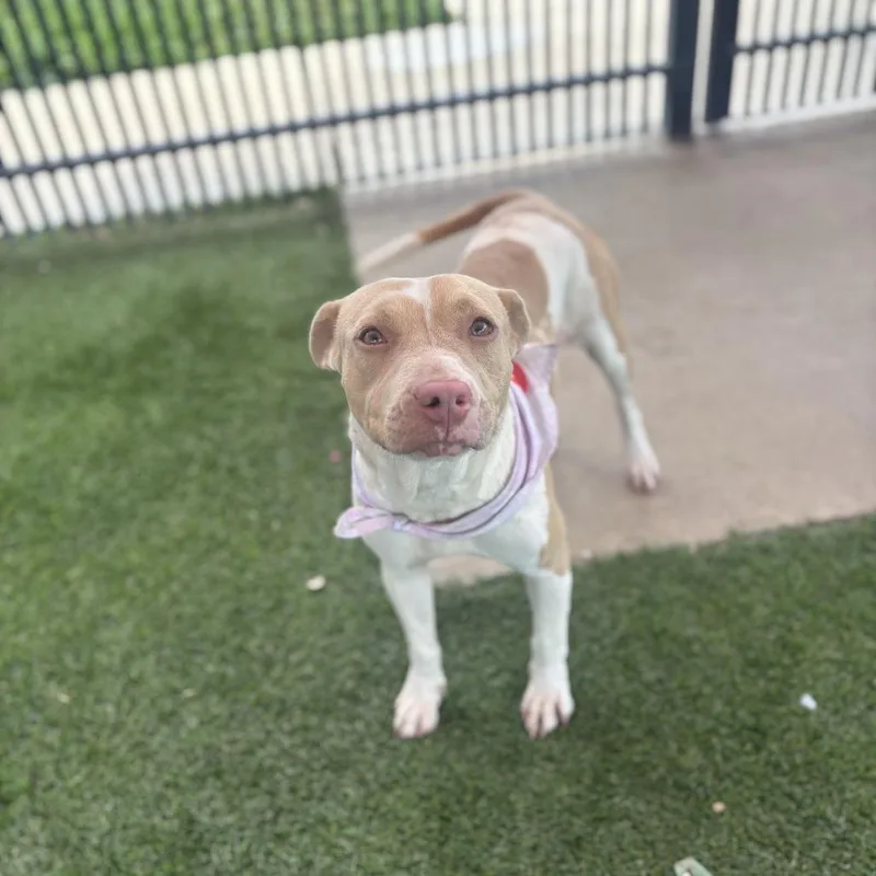 Nala