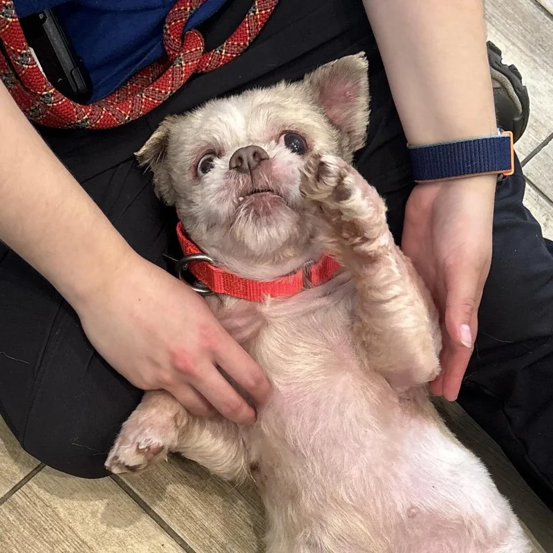 An adult small-sized male Yellow / Tan / Blond / Fawn Mixed Breed dog named Drew Coming Soon! for adoption in Naperville, IL