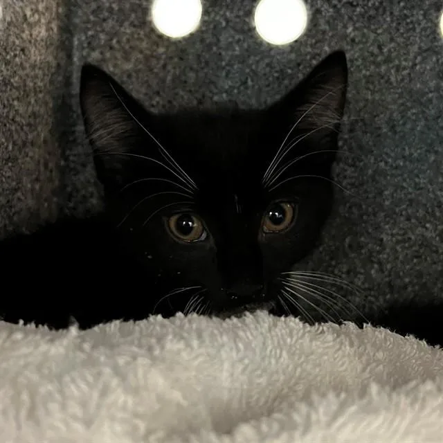 A baby small-sized female Domestic Short Hair cat named Sophie for adoption in Naples, FL