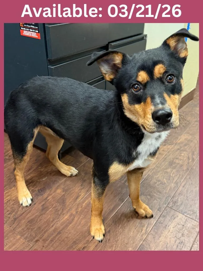 Dog Kennel  Piper thumbnail 2