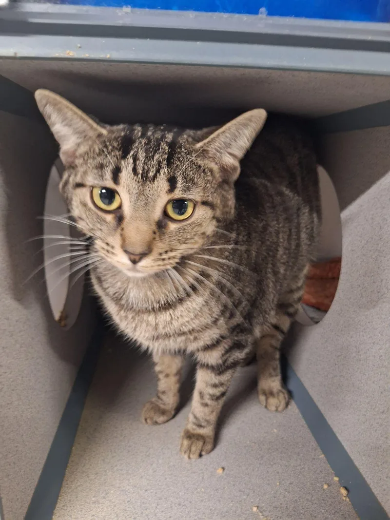 A young medium-sized female Brown / Chocolate Domestic Short Hair cat named Patty for adoption in Dayton, OH