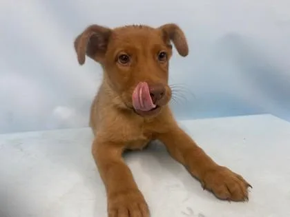 A baby large-sized male Hound dog named Sullivan for adoption in Golden Valley, MN