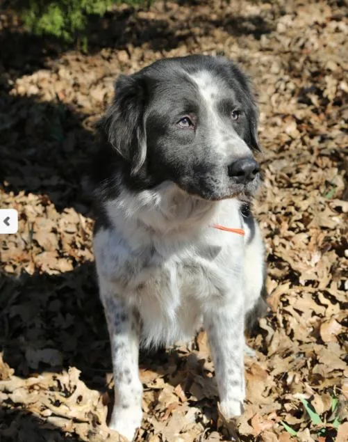 A young large-sized male White / Cream Great Pyrenees dog named Smokey for adoption in Spring, TX
